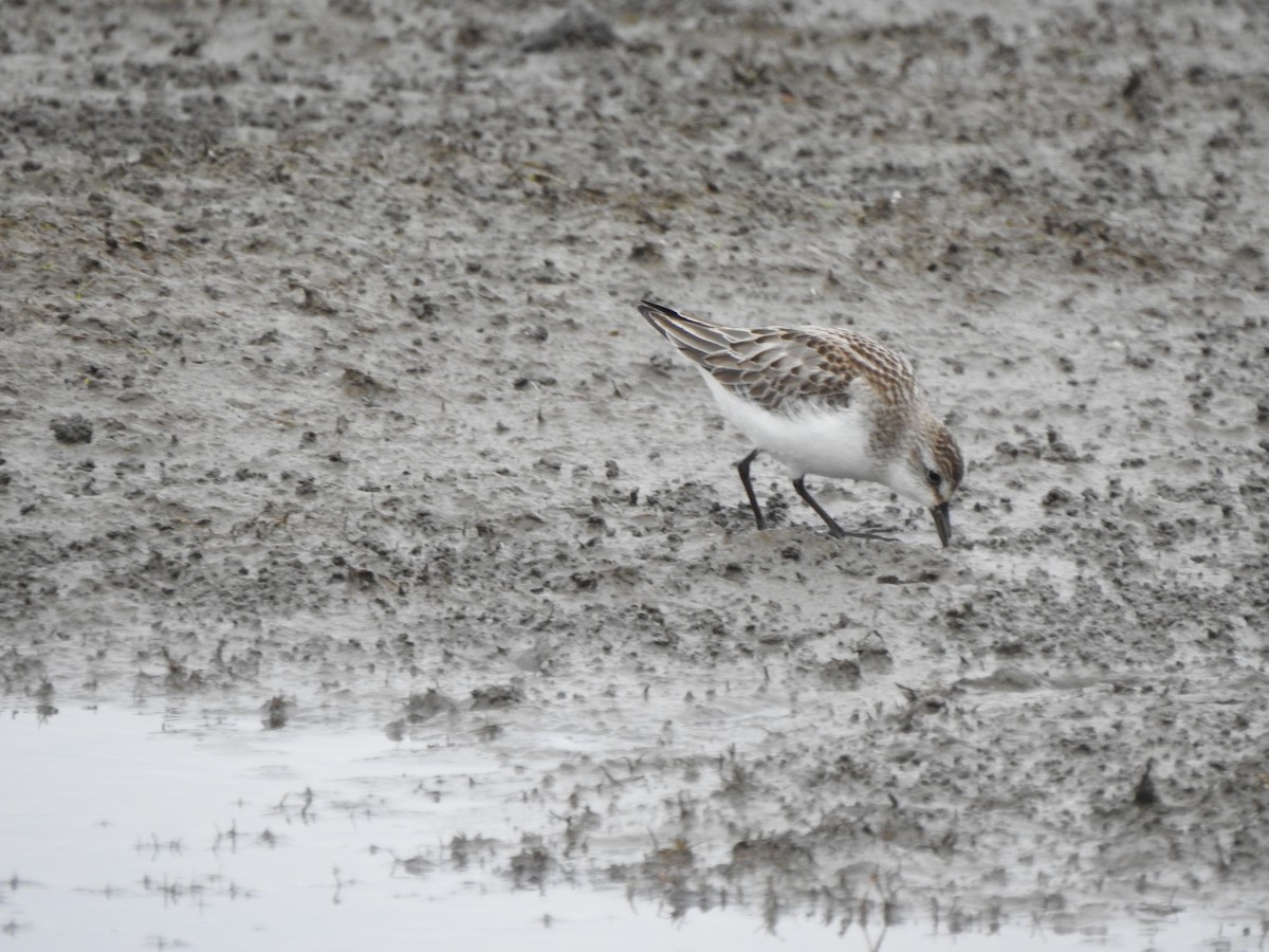 Semipalmated Sandpiper - ML610074789