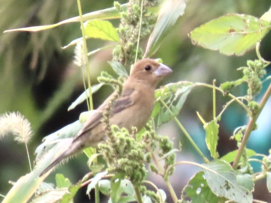 Blue Grosbeak - ML610074806