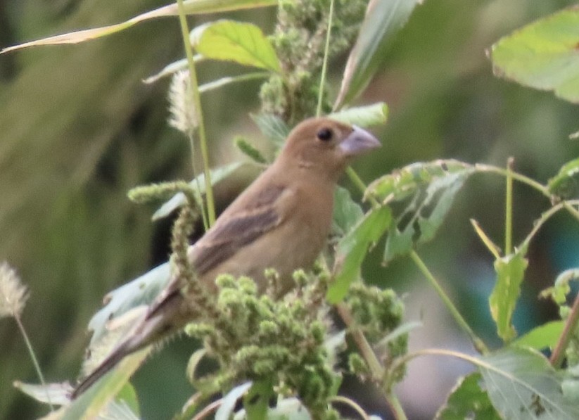 גבתאי כחול - ML610074807