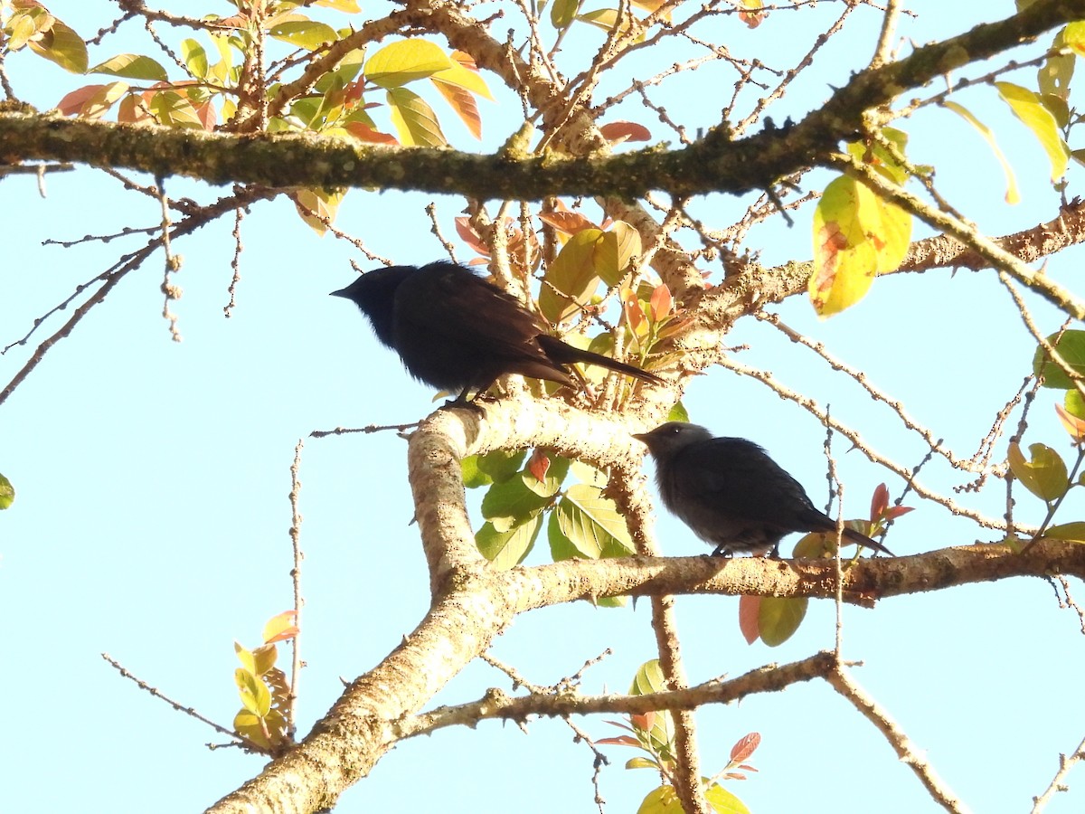 Kenrick's Starling - ML610074811