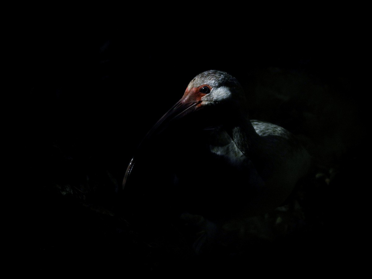 White Ibis - ML610074869