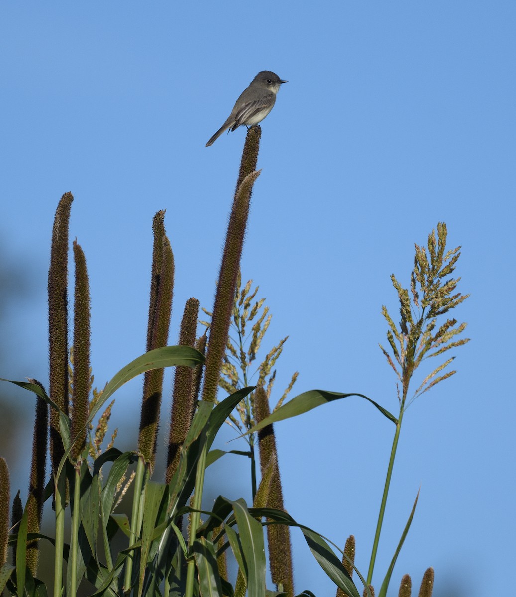 Eastern Phoebe - ML610074985