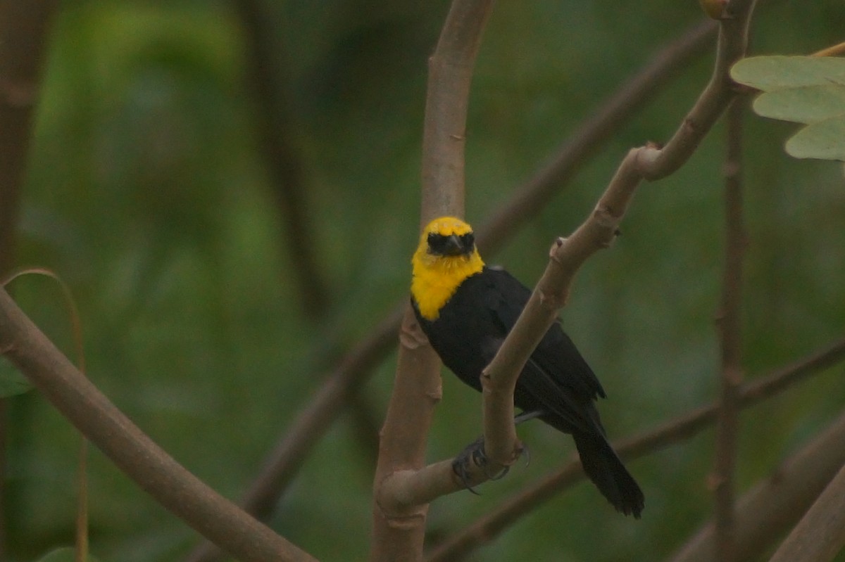 Yellow-hooded Blackbird - ML610075034