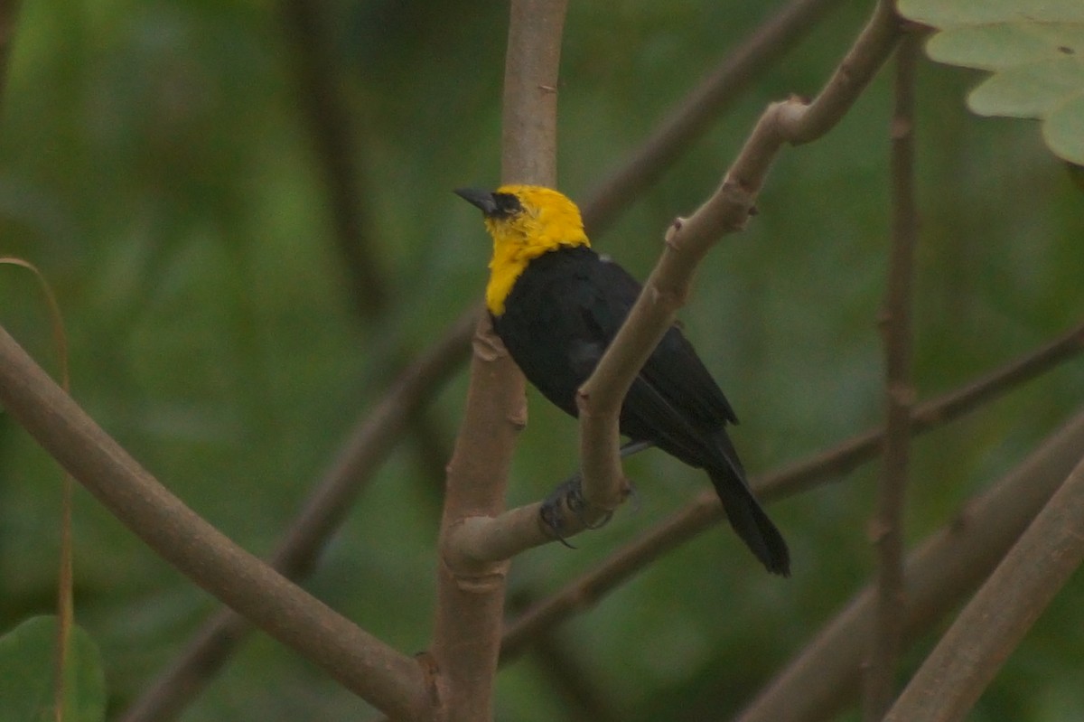 Yellow-hooded Blackbird - ML610075035