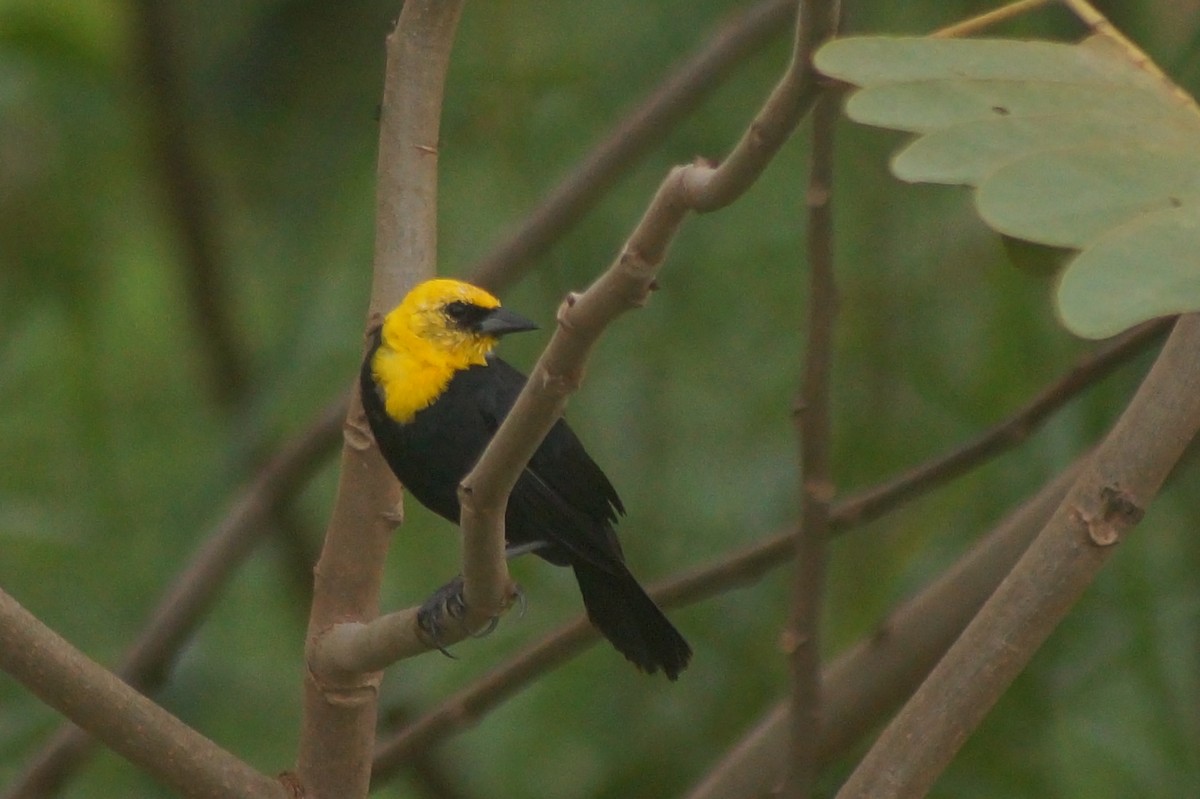 Yellow-hooded Blackbird - ML610075036