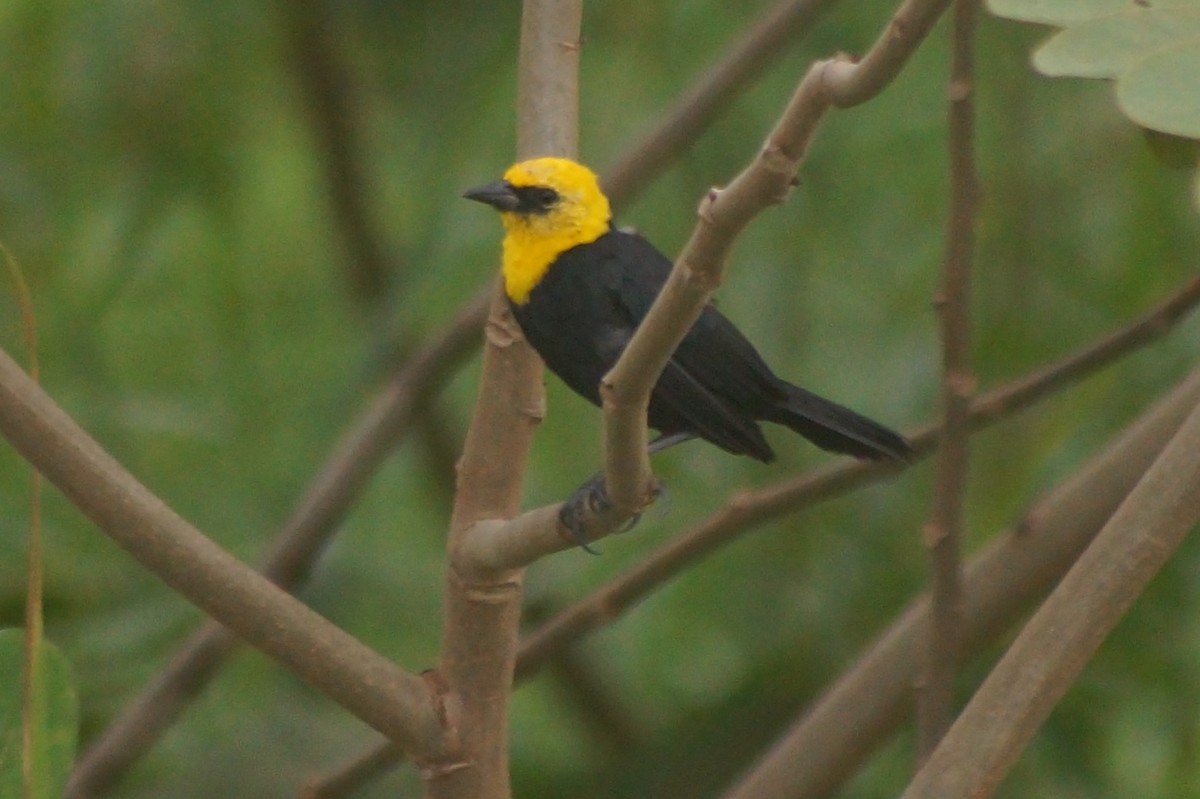 Yellow-hooded Blackbird - ML610075037