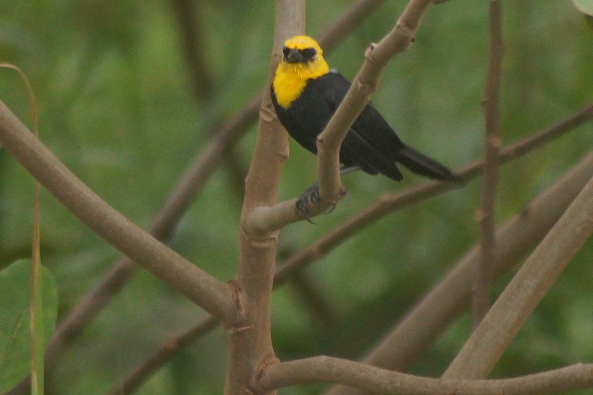 Yellow-hooded Blackbird - ML610075038