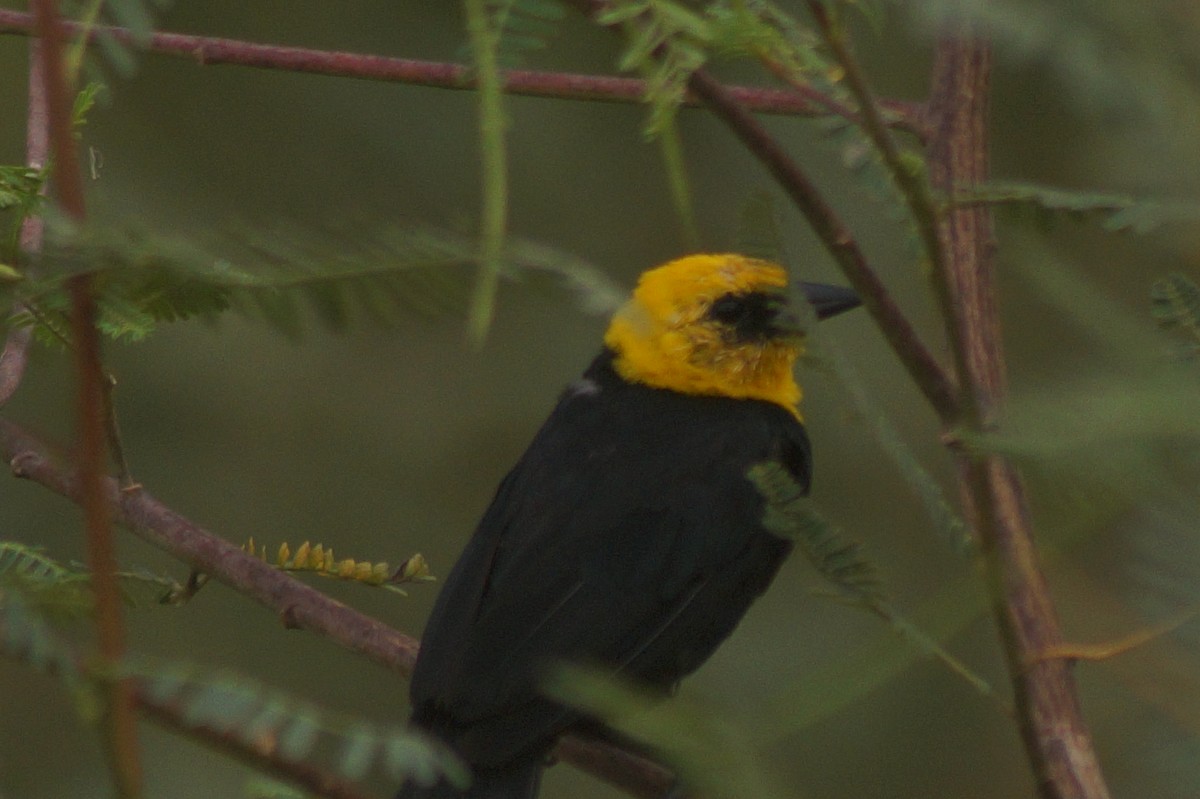 Yellow-hooded Blackbird - ML610075039
