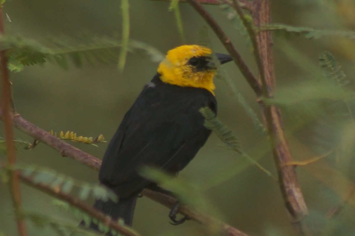Yellow-hooded Blackbird - ML610075040