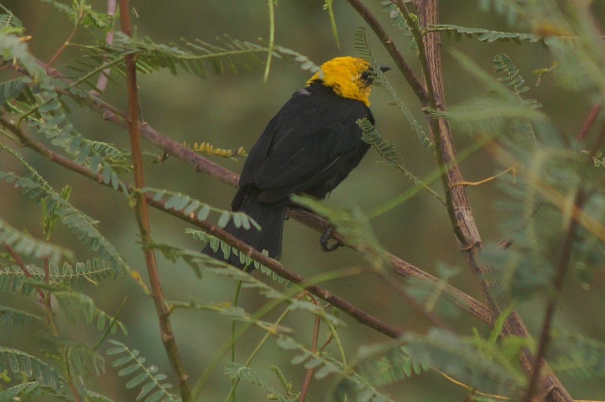 Yellow-hooded Blackbird - ML610075041
