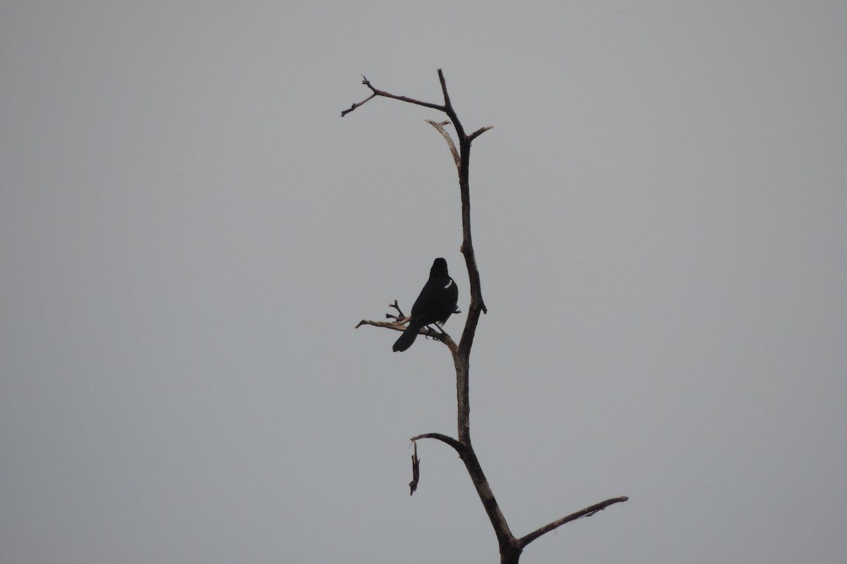 White-lined Tanager - ML610075065