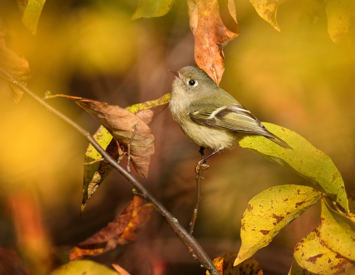 Ruby-crowned Kinglet - ML610075143