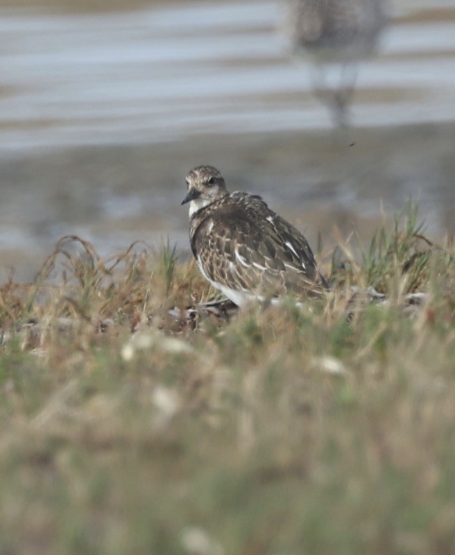 Ruddy Turnstone - ML610075151