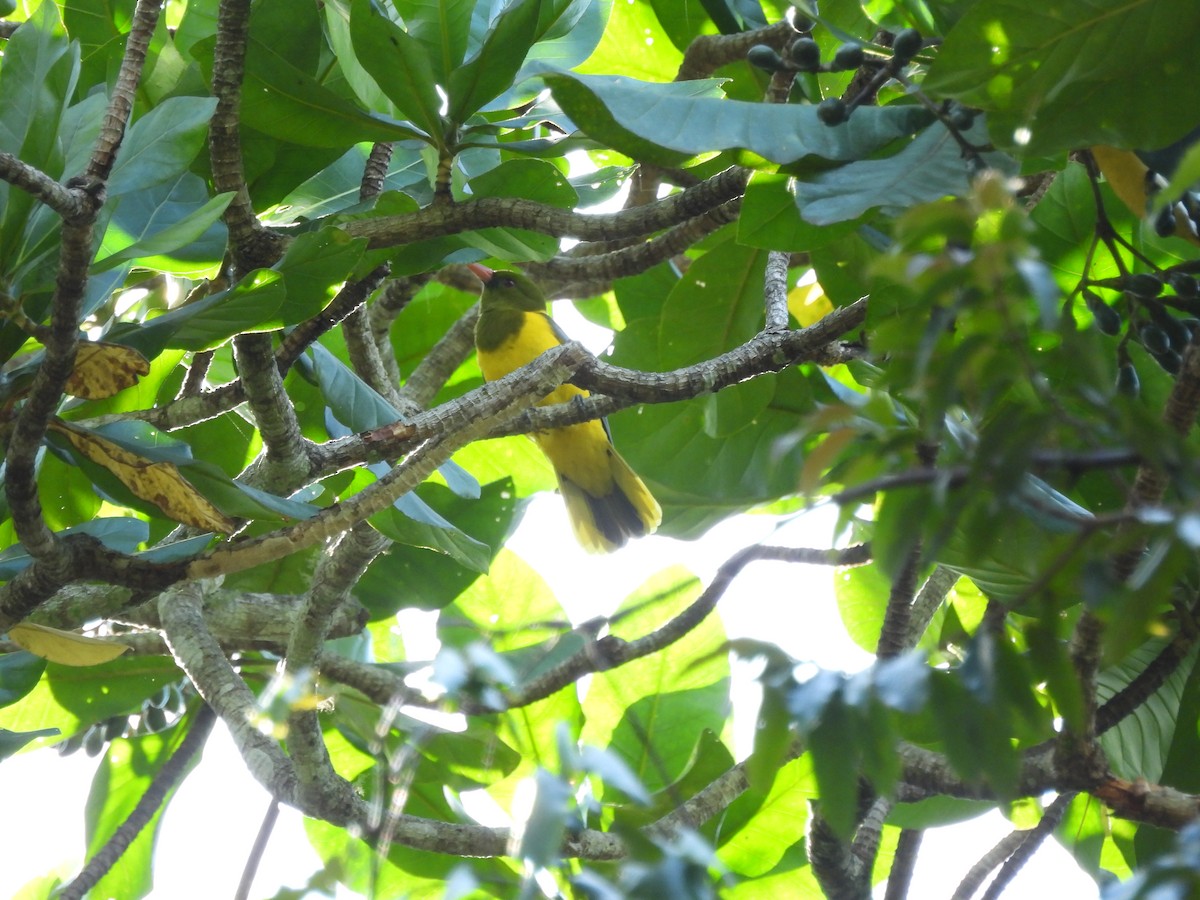 Green-headed Oriole - Mark Smiles