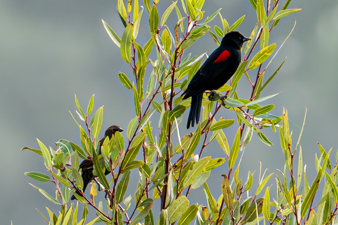 Red-winged Blackbird - Molly Graham