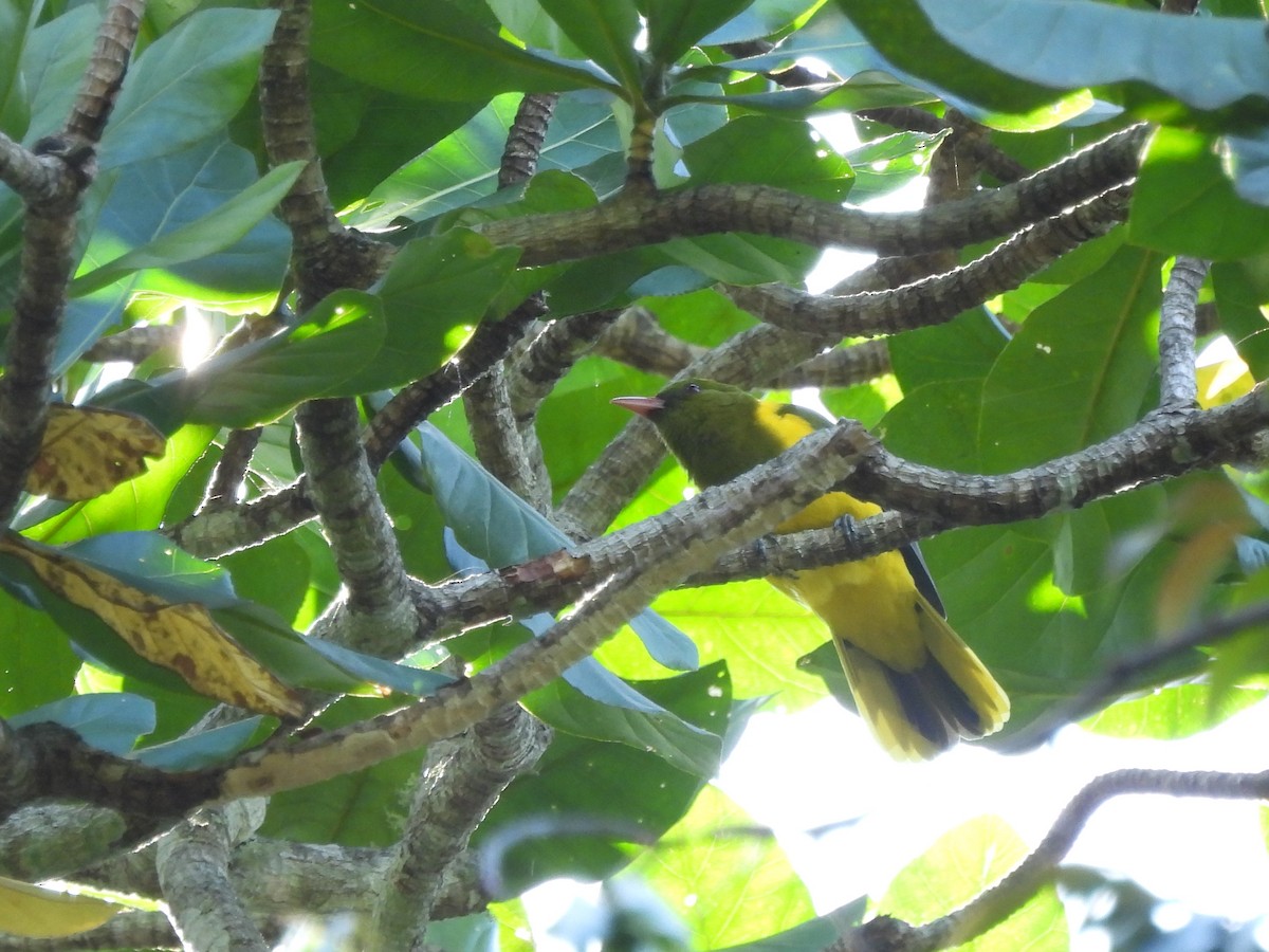 Green-headed Oriole - ML610075174