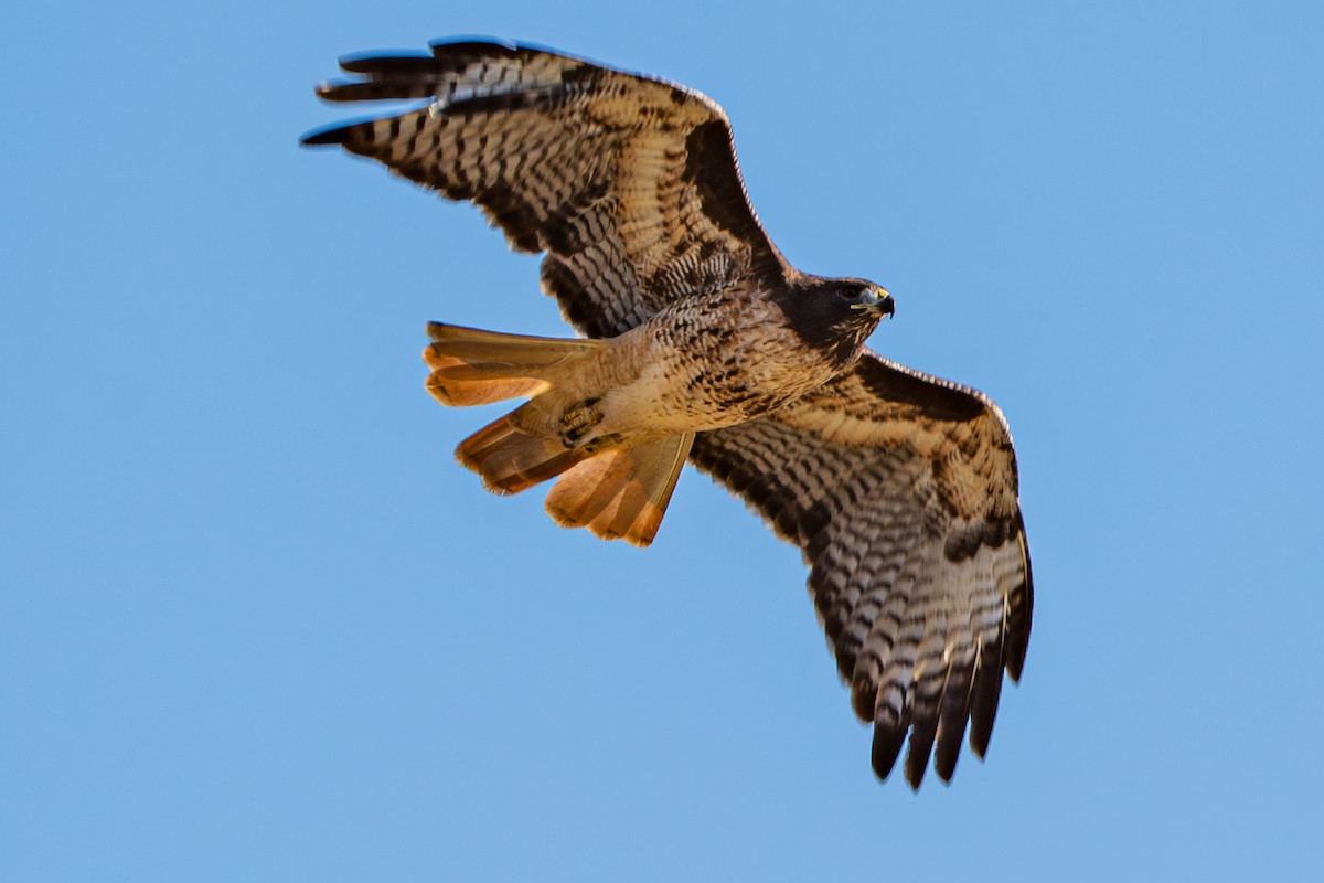 Red-tailed Hawk - Molly Graham