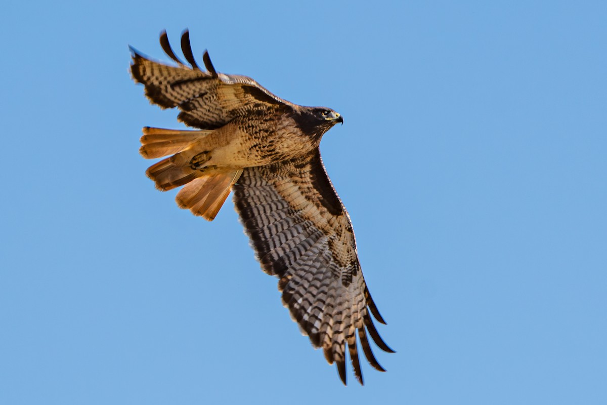 Red-tailed Hawk - ML610075176