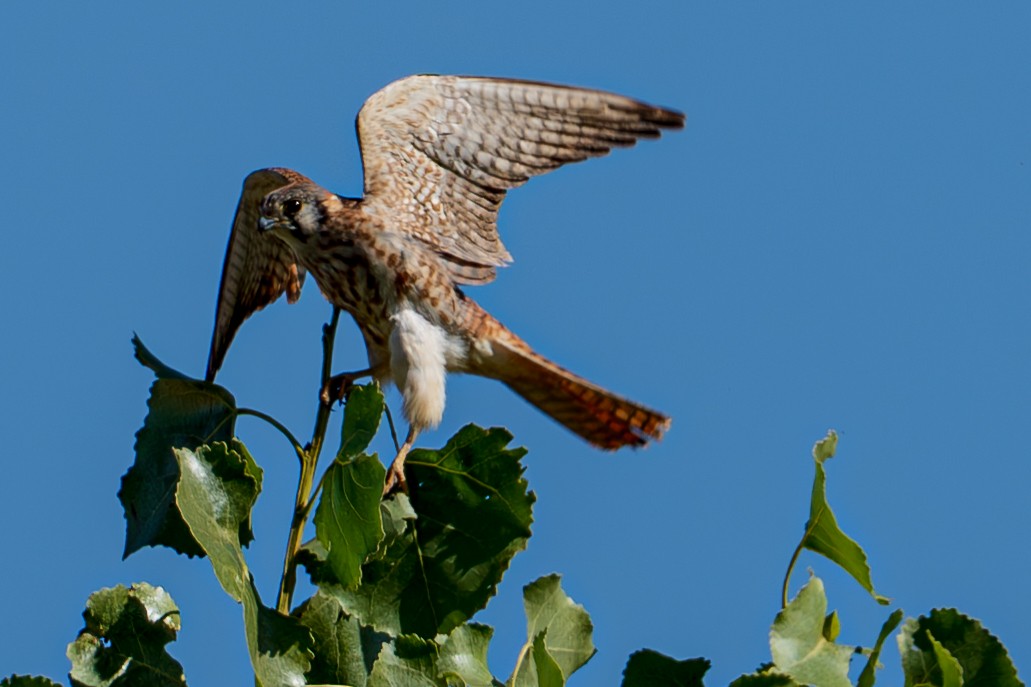 American Kestrel - ML610075182