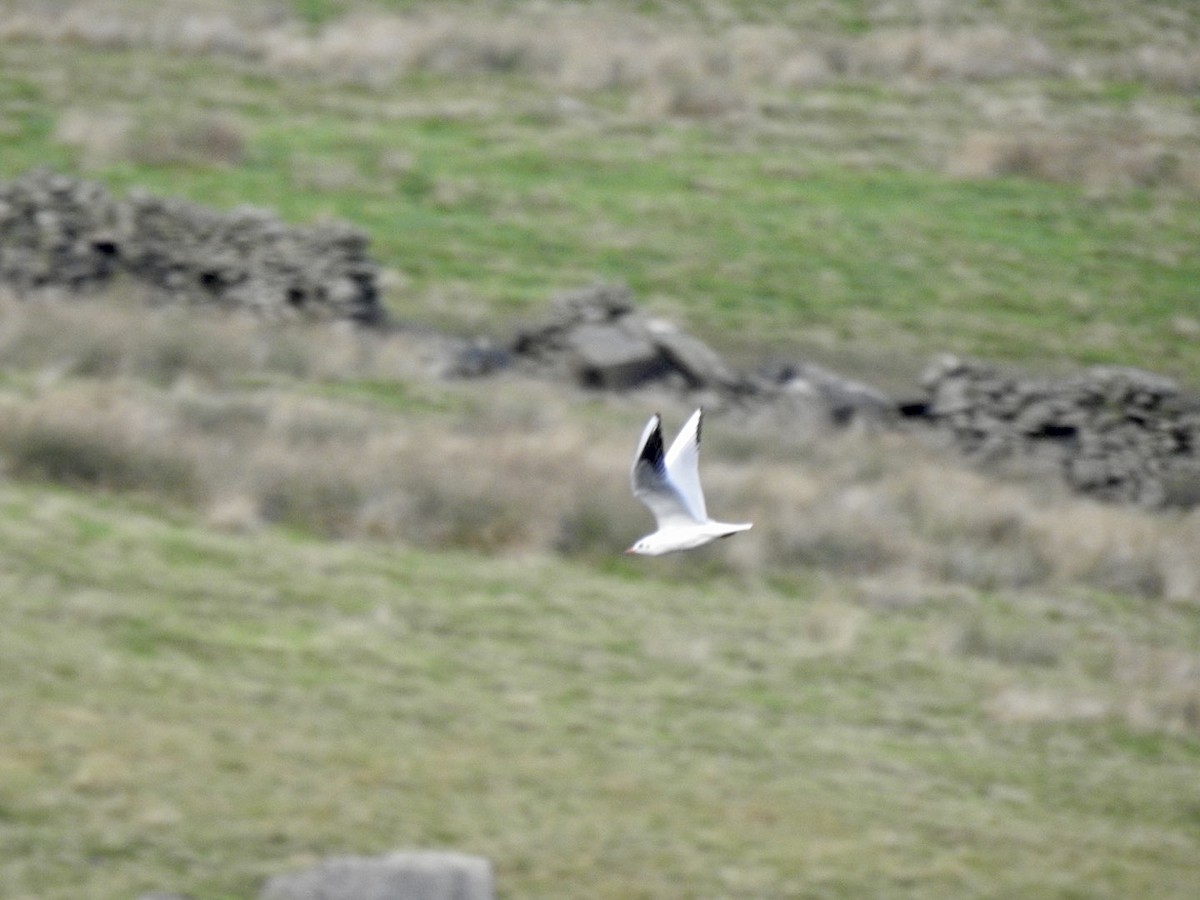 Black-headed Gull - Stephen Bailey