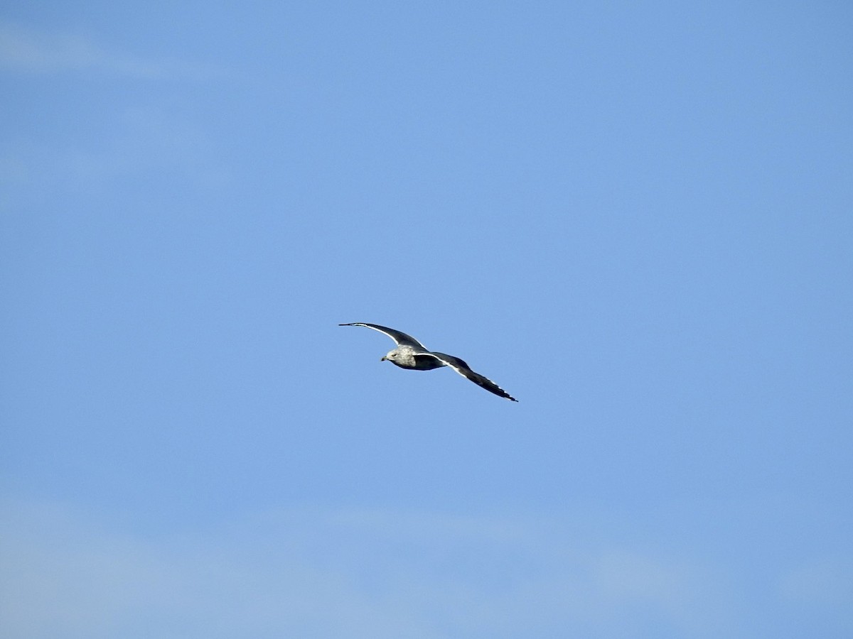 Lesser Black-backed Gull (graellsii) - ML610075243
