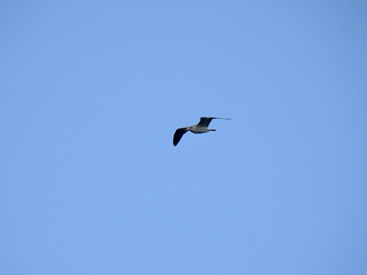 Lesser Black-backed Gull (graellsii) - ML610075244