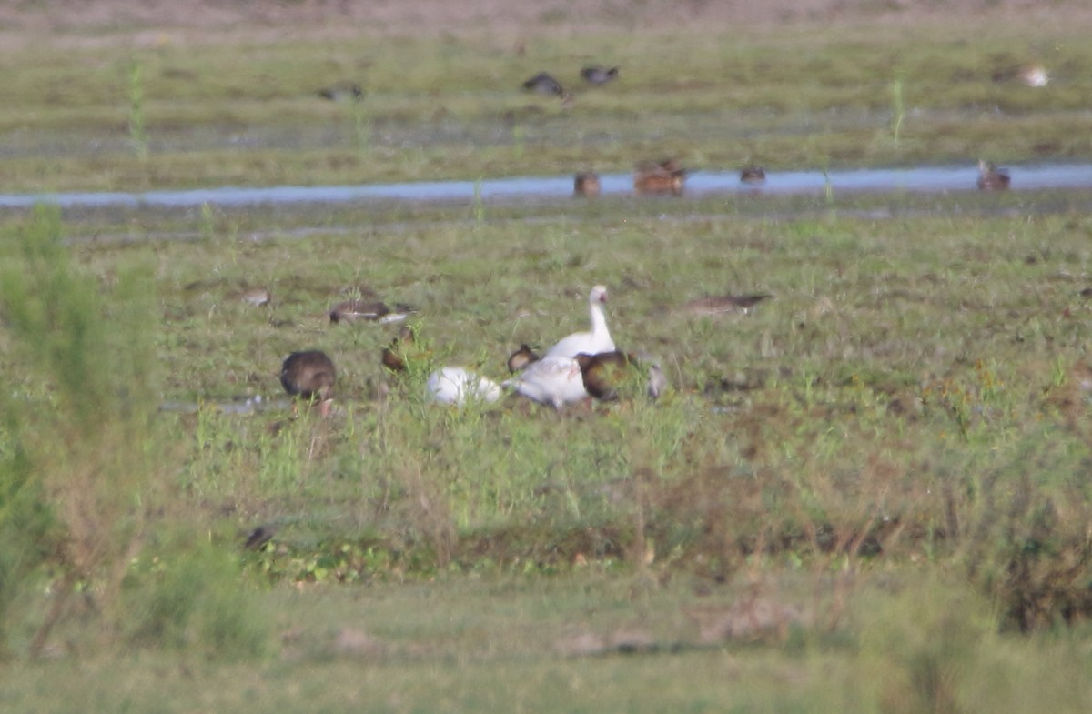 Snow Goose - ML610075429