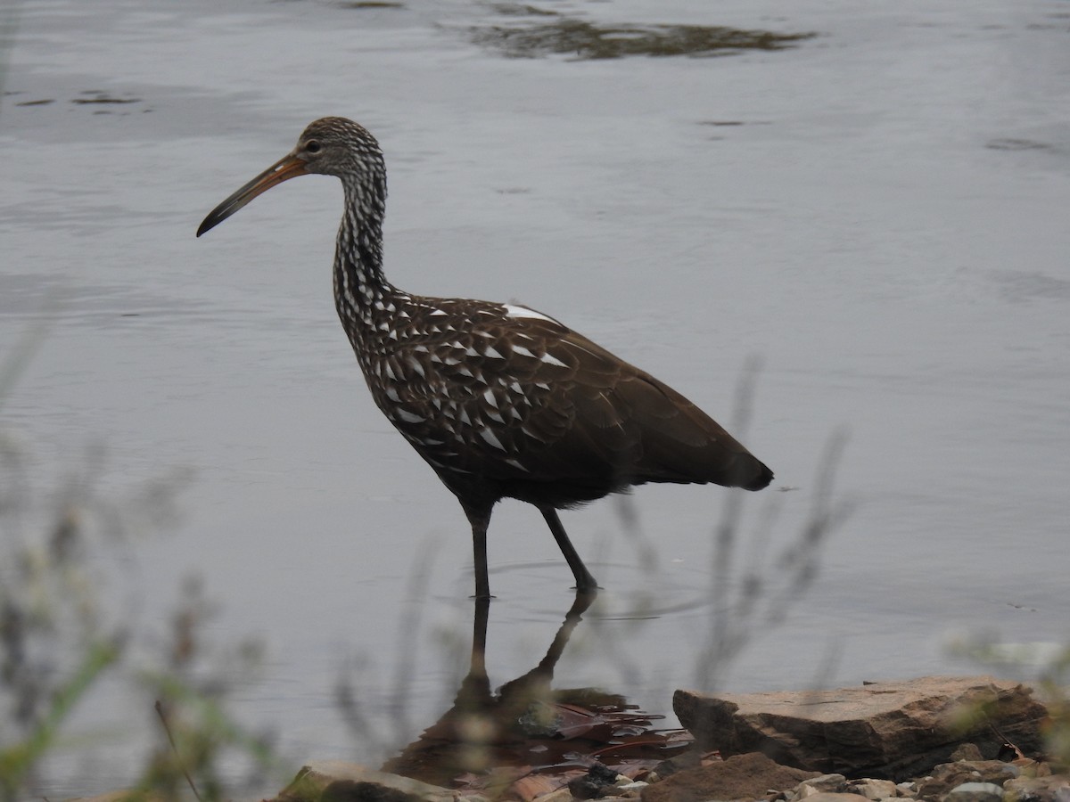 Limpkin - ML610075430