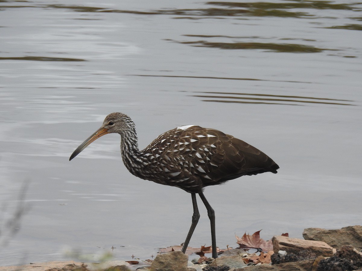 Limpkin - ML610075431