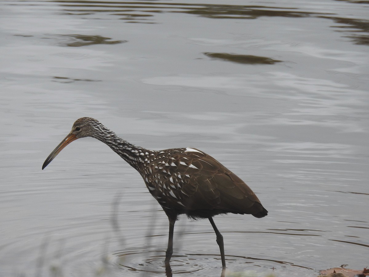 Limpkin - ML610075433