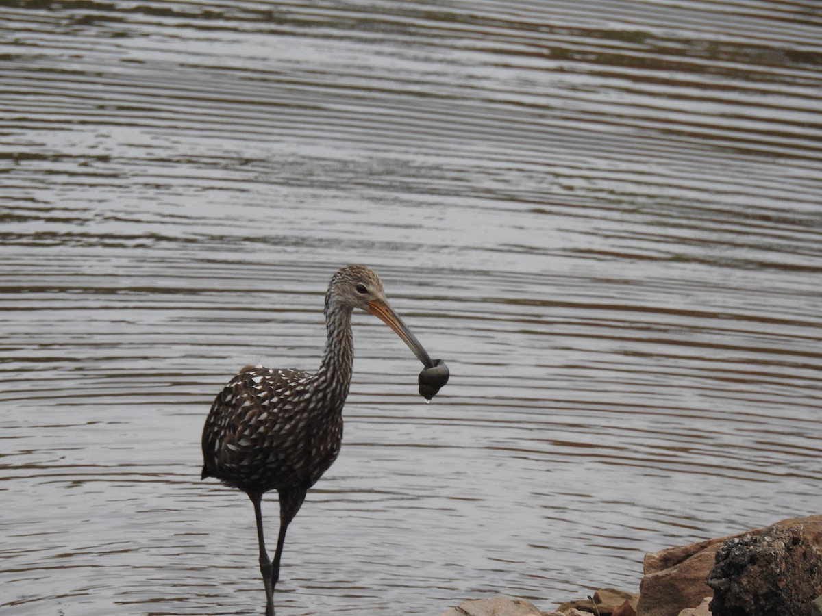 Limpkin - ML610075434