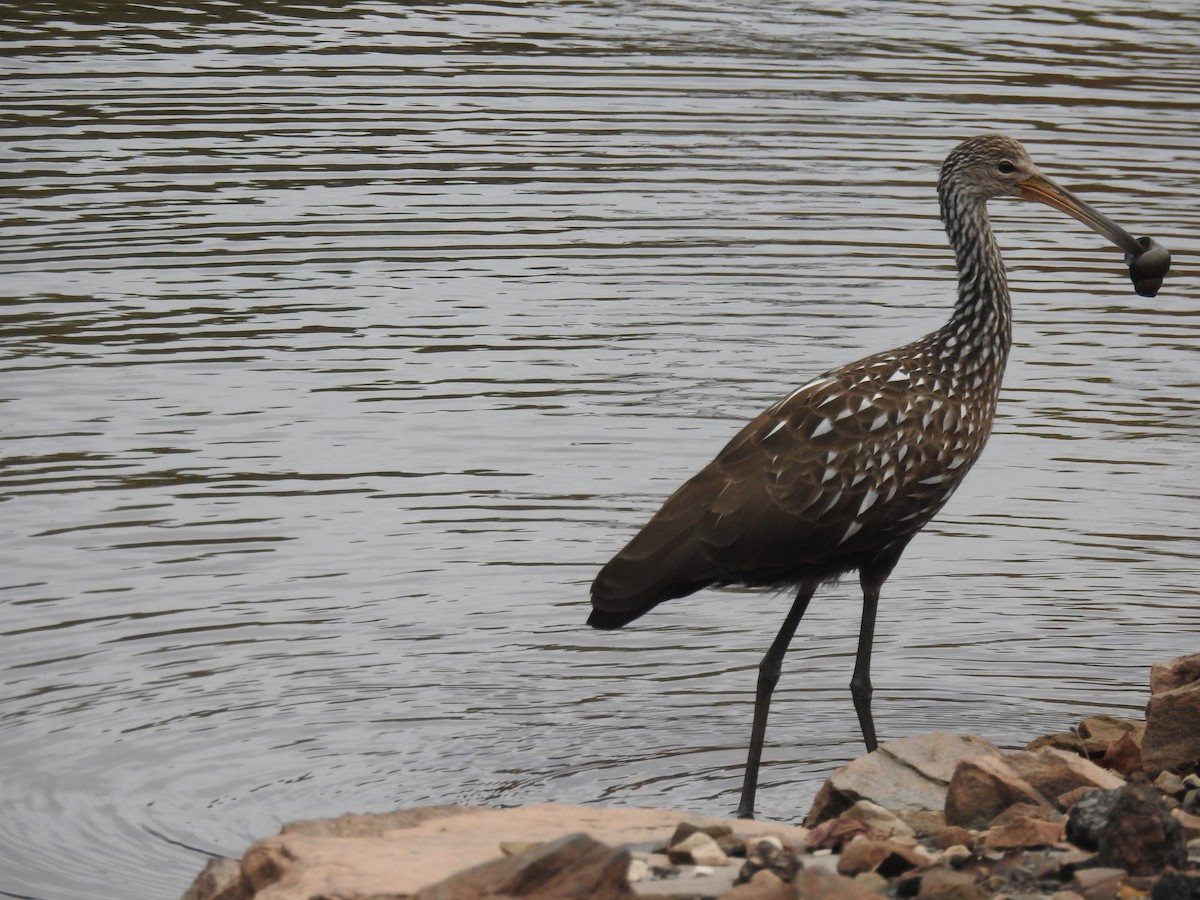 Limpkin - ML610075435