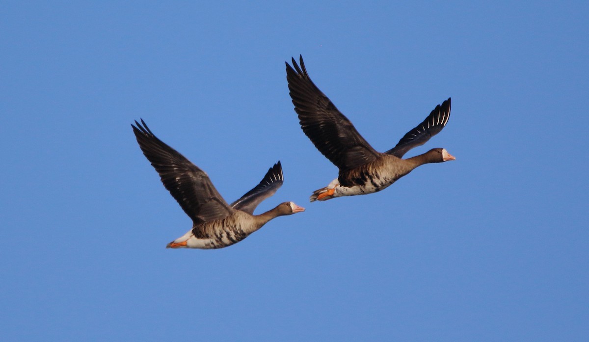 Greater White-fronted Goose - José Hugo Martínez Guerrero