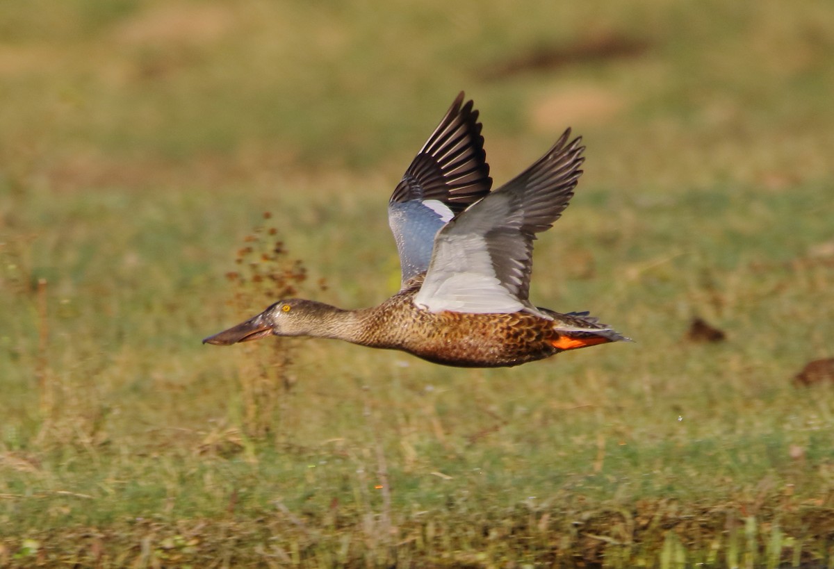 Northern Shoveler - ML610075452