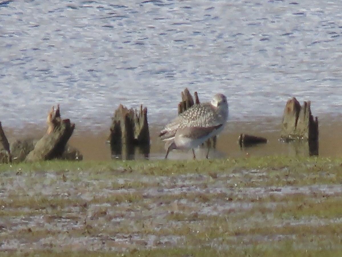 Bindenstrandläufer - ML610075481