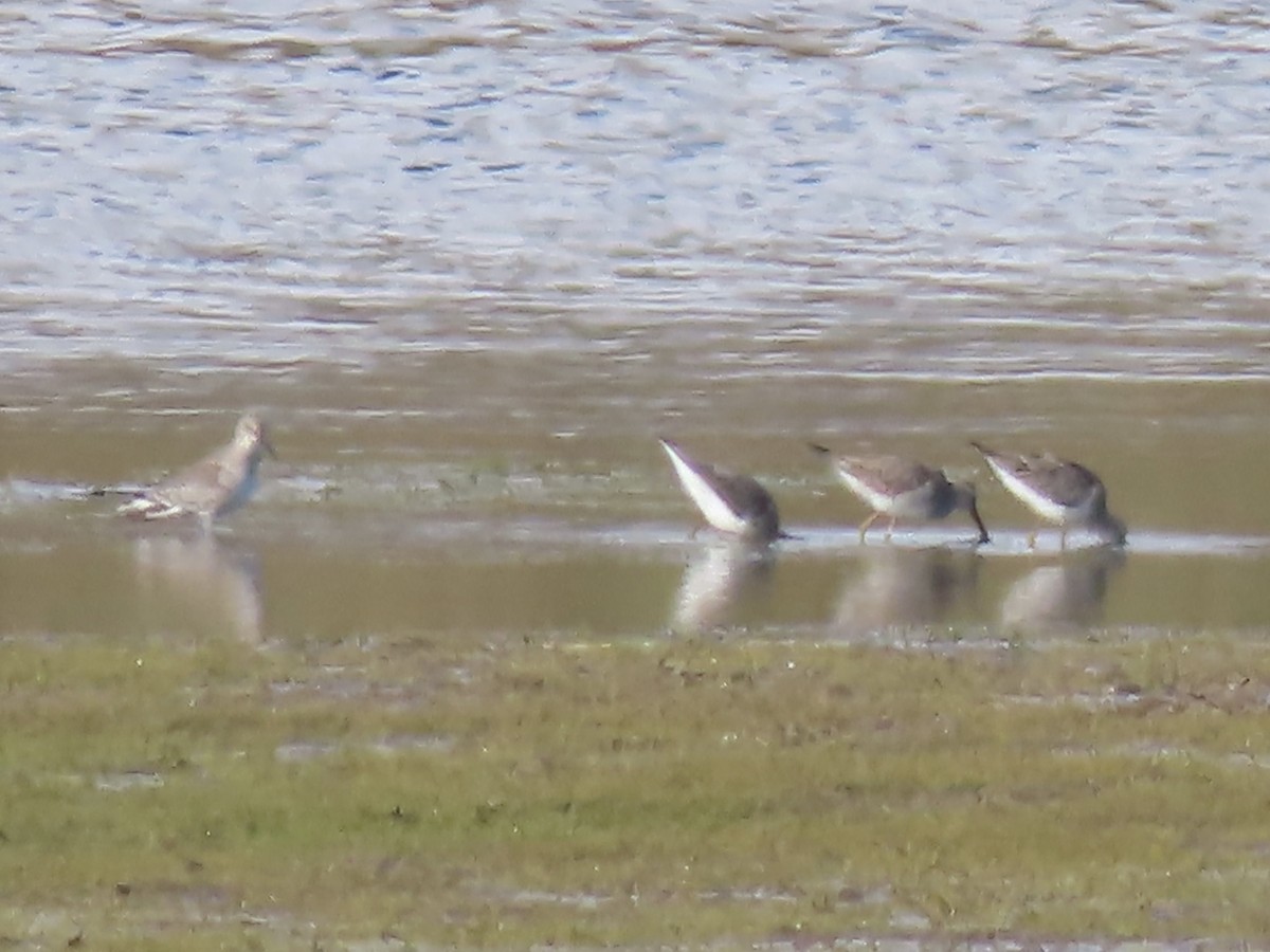 Stilt Sandpiper - ML610075483