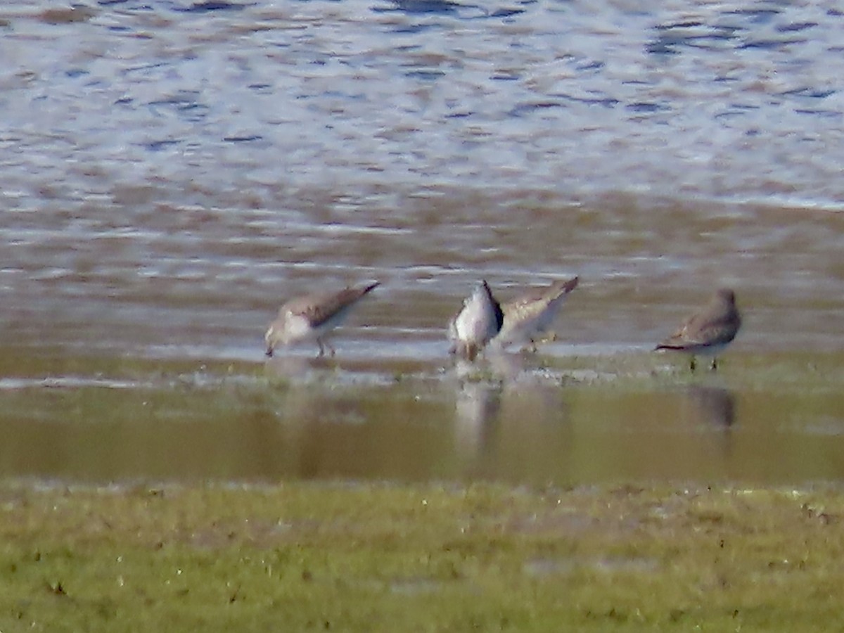 Stilt Sandpiper - ML610075484