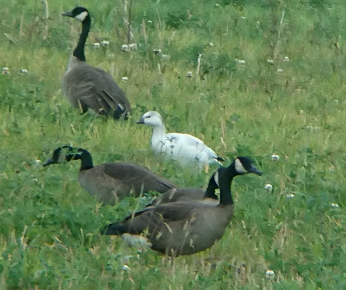 Ross's Goose - ML610075506