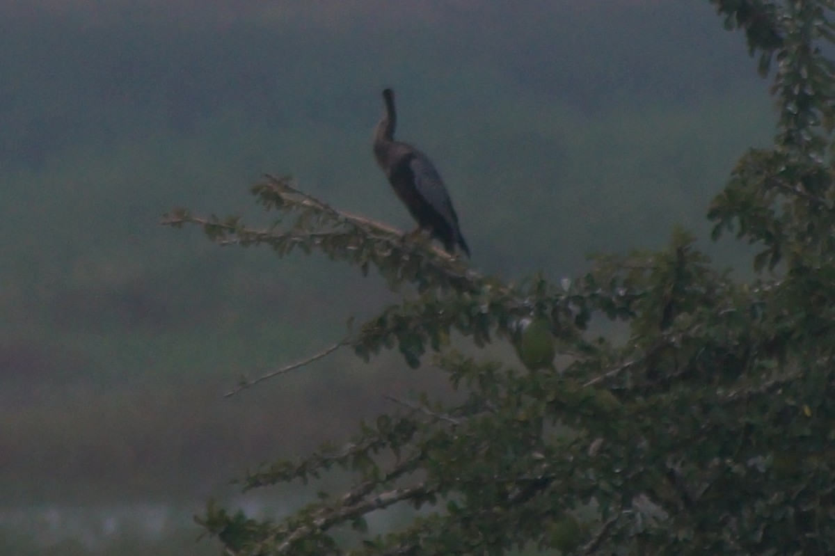 Amerika-Schlangenhalsvogel - ML610075673