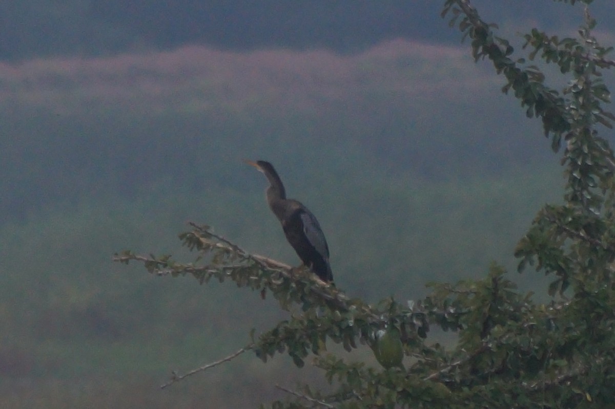 Anhinga Americana - ML610075674