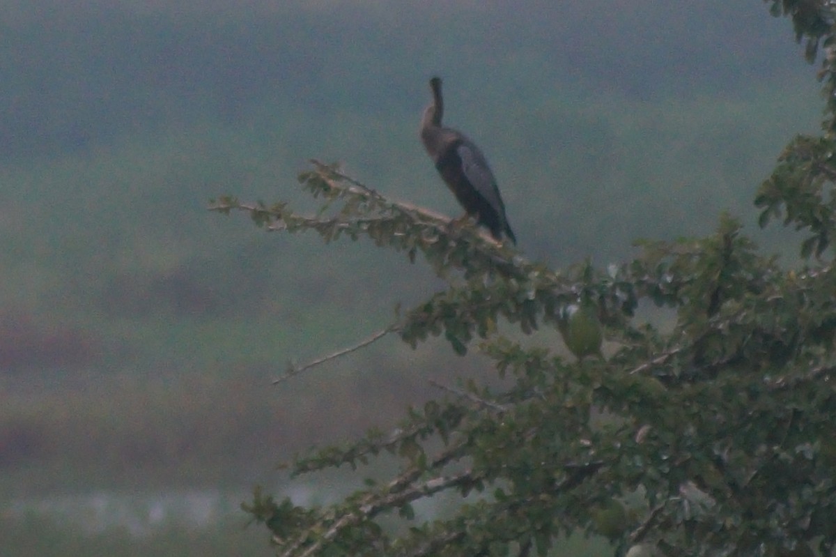 Amerika-Schlangenhalsvogel - ML610075675