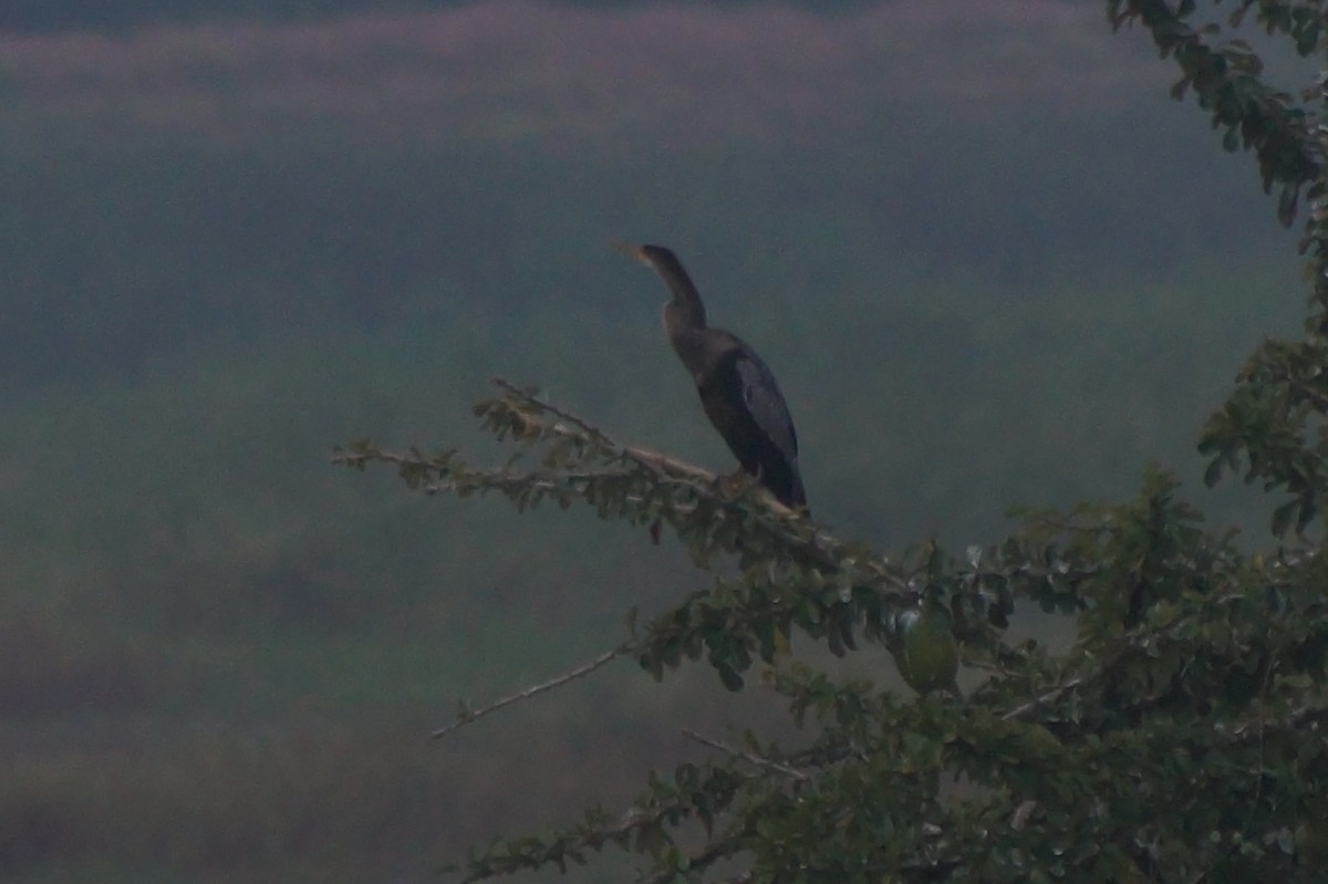 Anhinga d'Amérique - ML610075676