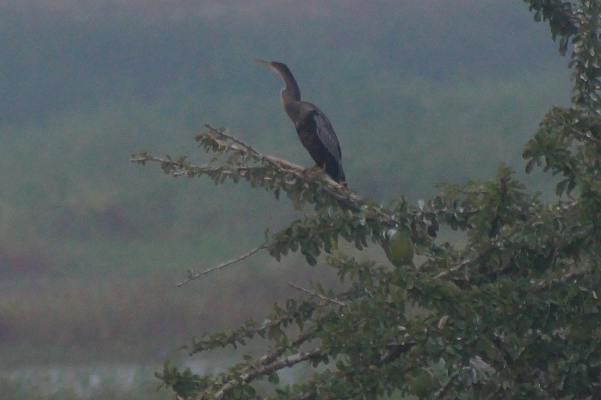 Amerika-Schlangenhalsvogel - ML610075677