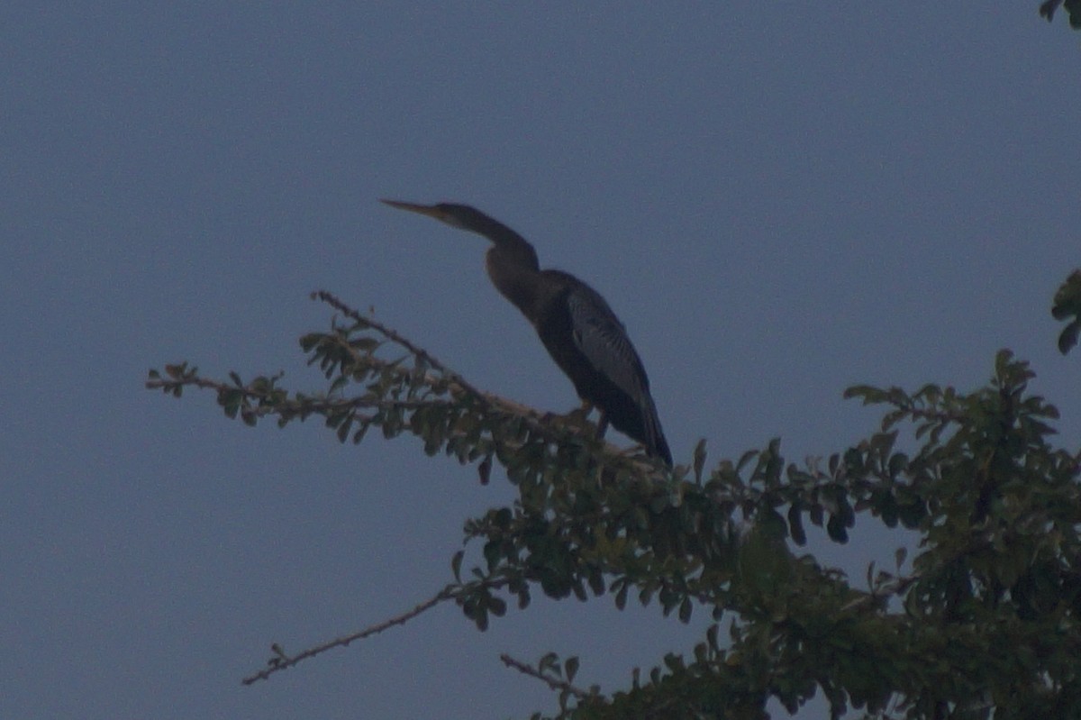 Anhinga Americana - ML610075679