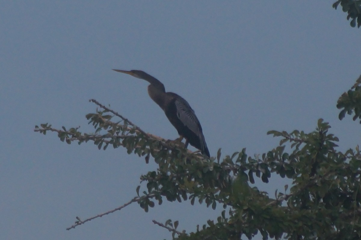 Amerika-Schlangenhalsvogel - ML610075680