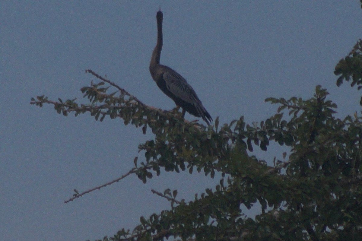 Amerika-Schlangenhalsvogel - ML610075681