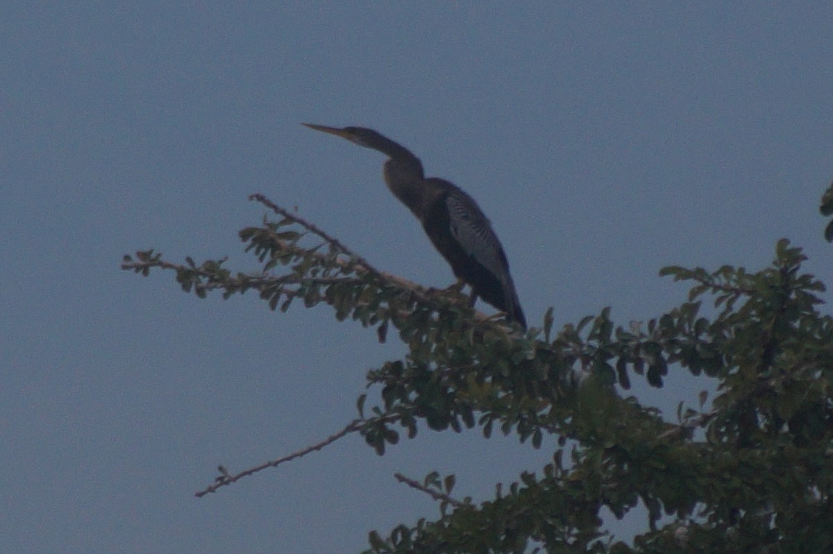 Anhinga Americana - ML610075682