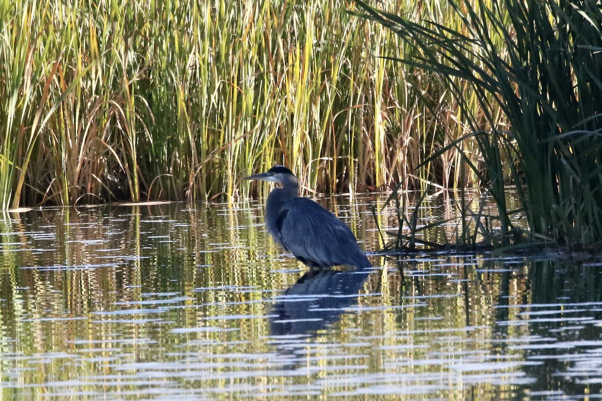 Great Blue Heron - ML610075683