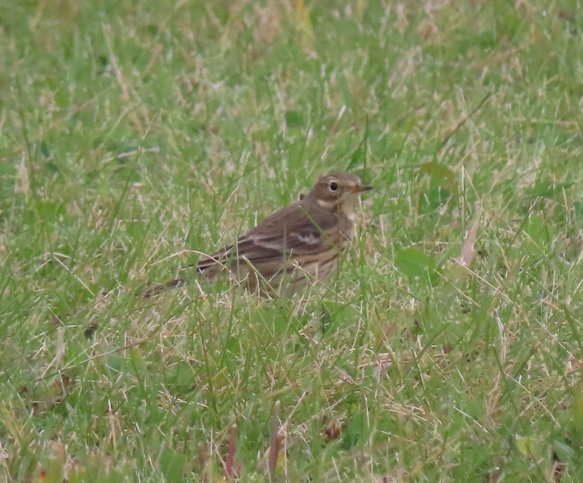 Pipit d'Amérique - ML610075687