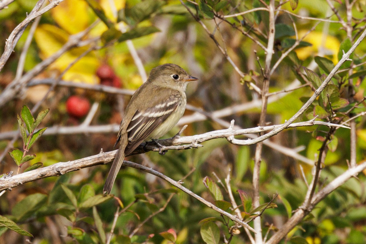 Least Flycatcher - ML610075724